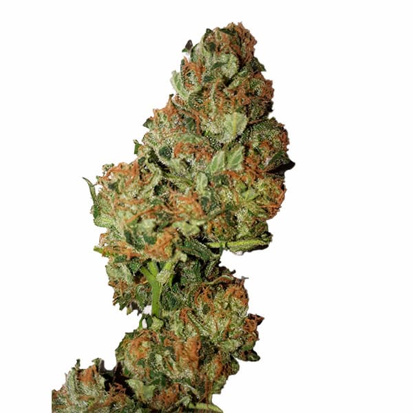 Auto Cannatonic CBD+ > CBD+ Buds | CBD cannabis seeds  |  Hybrid